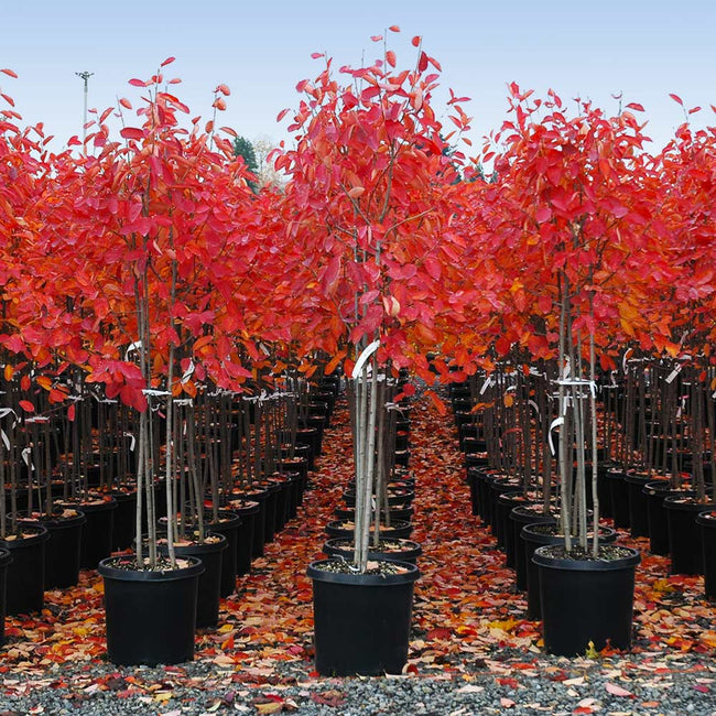 Autumn Brilliance Serviceberry 5 Gallon Container