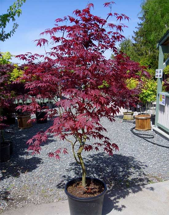 Bloodgood Japanese Maple 5 Gallon Container