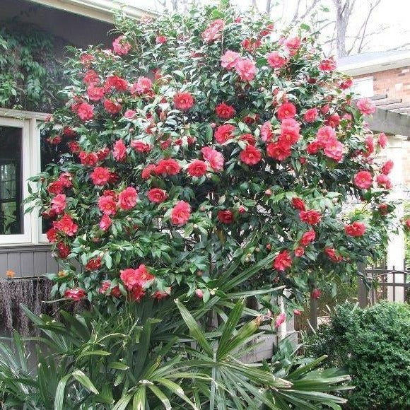 Camellia Japonica Greensboro Red 5 Gallon Container
