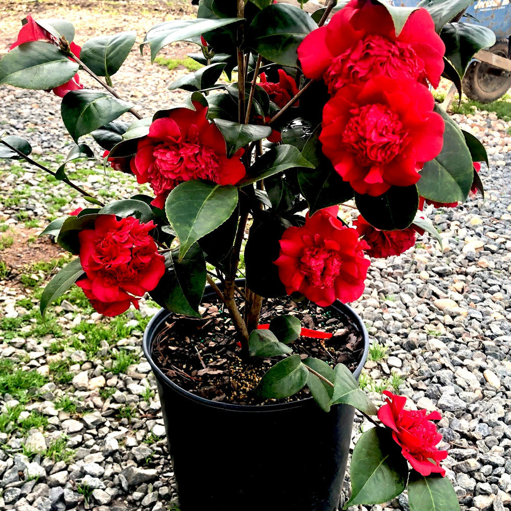 Camellia Japonica Professor Sargent 5 Gallon Container