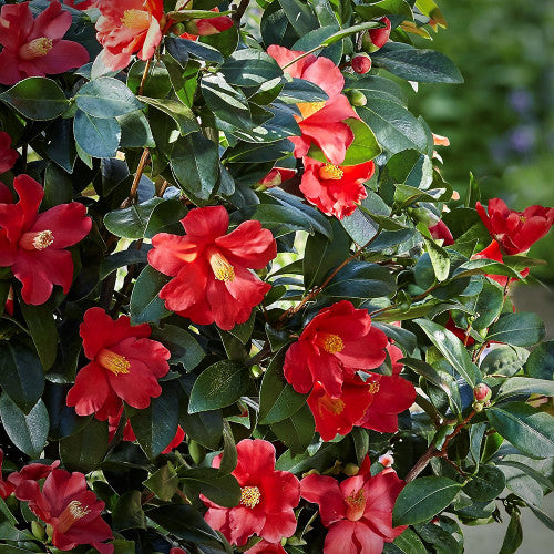 Camellia Sasanqua Yuletide 5 Gallon Container