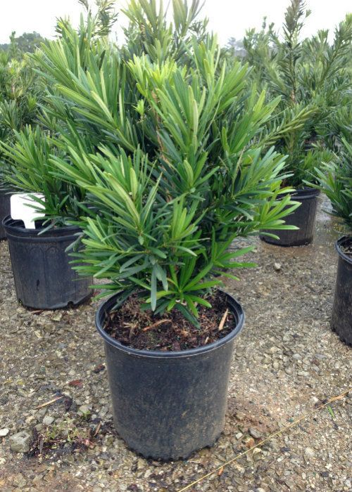 Dwarf Pringles Podocarpus 5 Gallon Container