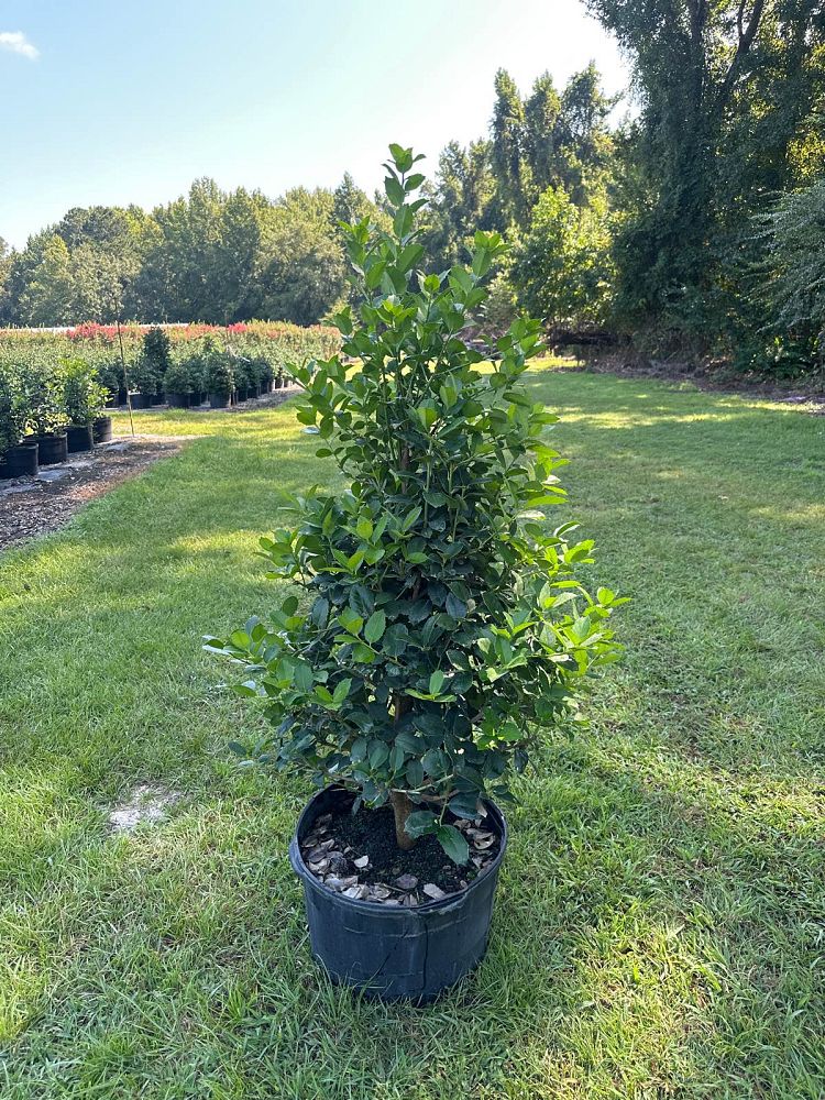 Emily Brunner Holly 15 Gallon Container