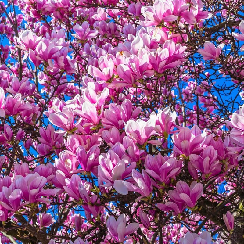 Jane Magnolia 5 Gallon Container