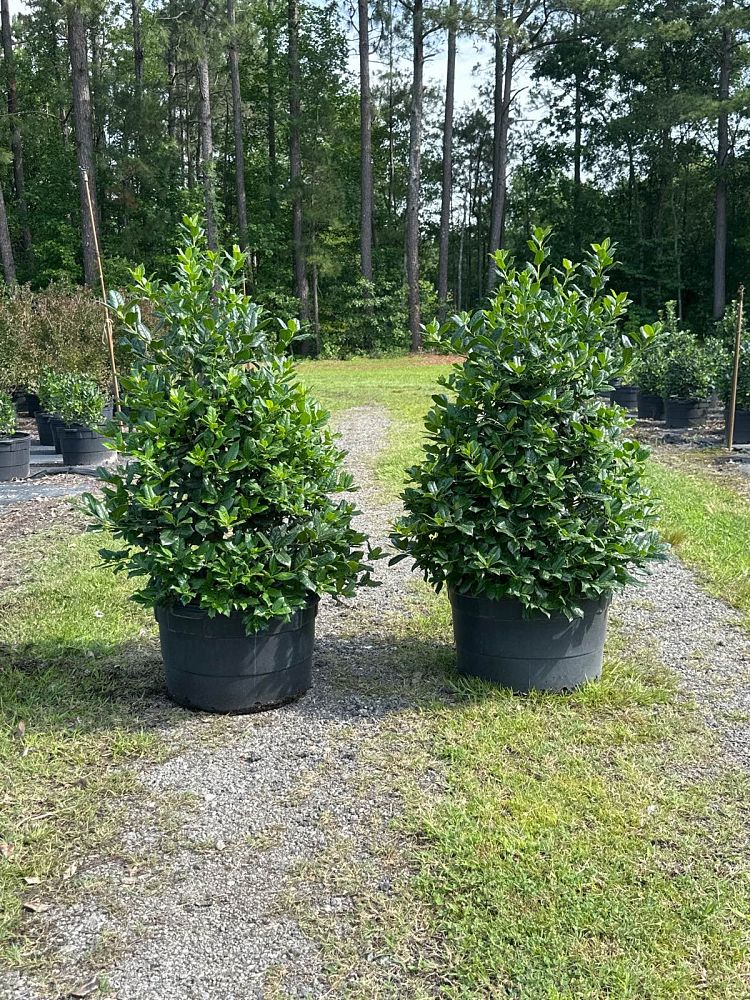 Nellie R Stevens Holly 7 Gallon Container