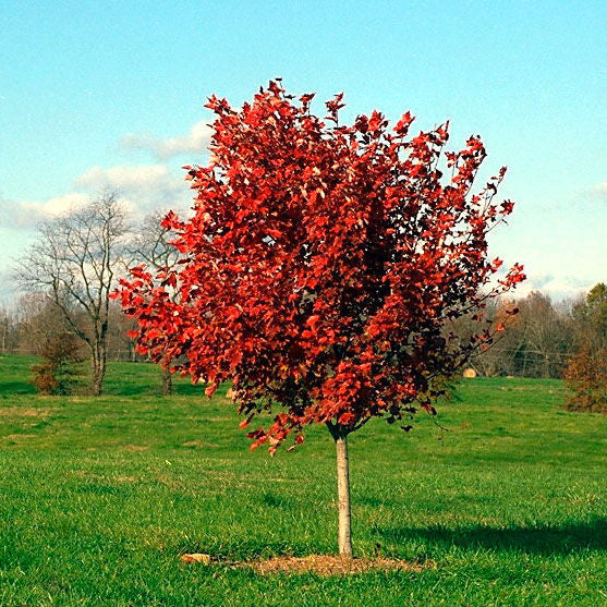October Glory Red Maple 5 Gallon Container