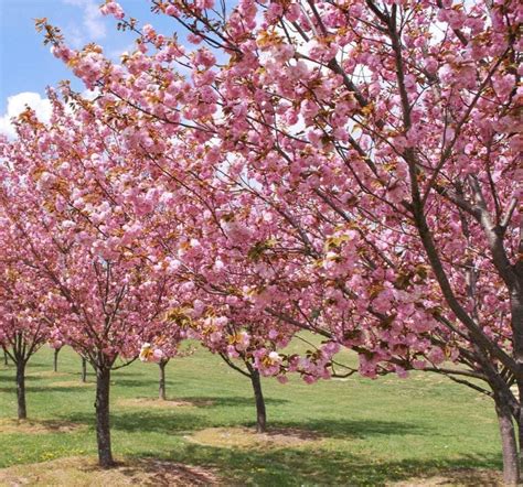 Okame Cherry 5 Gallon Container