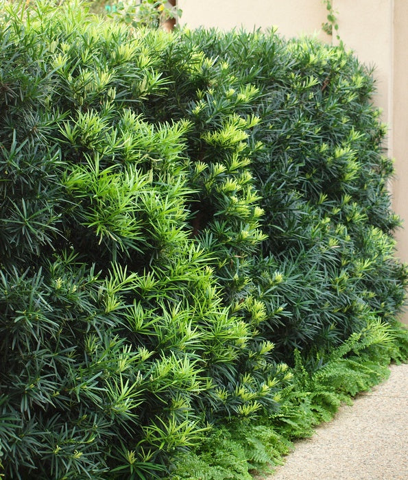 Podocarpus 5 Gallon Container