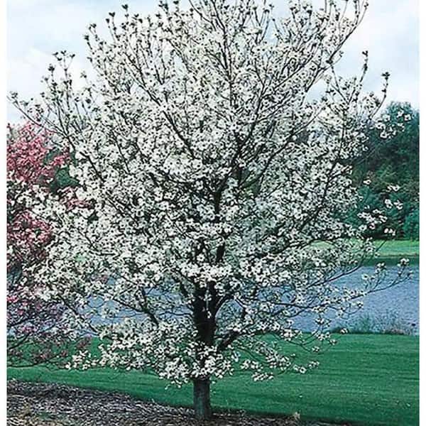 Princess Dogwood 5 Gallon Container