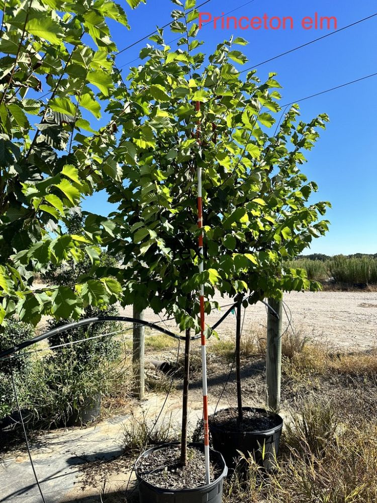 Princeton Elm 15 Gallon Container