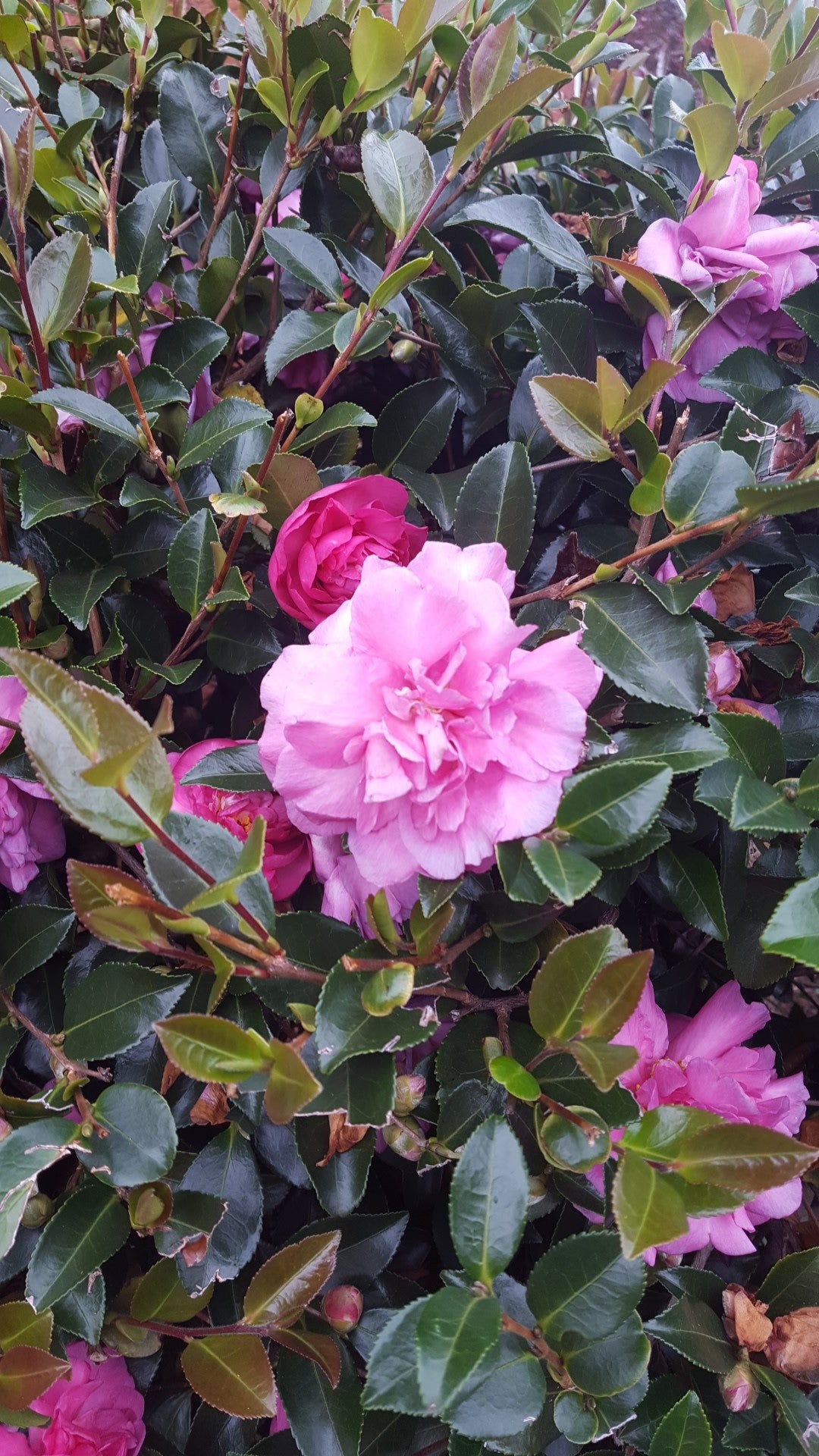 Sparkling Burgundy Camellia Sasanqua 15 Gallon Container