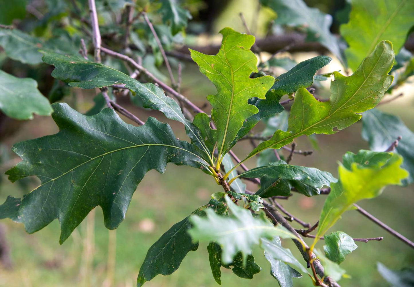 Swamp White Oak 5 Gallon Container