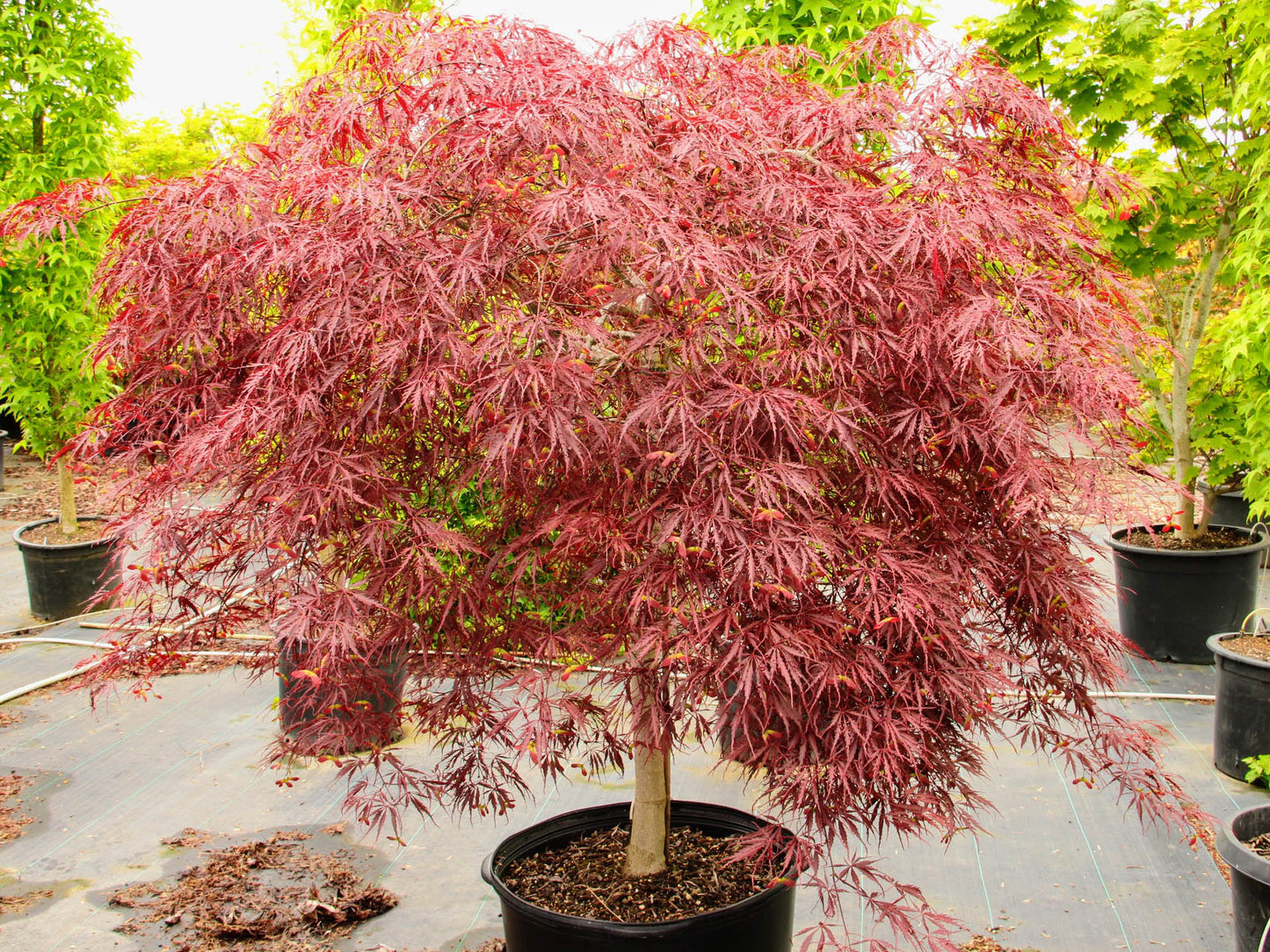 Tamukeyama Japanese Maple 5 Gallon Container