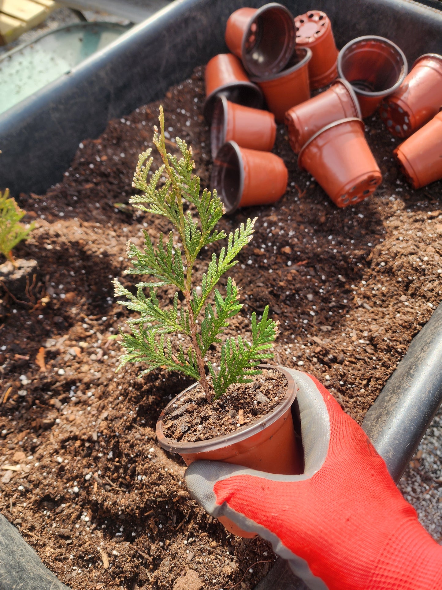 Thuja Green Giant Arborvitae Liners