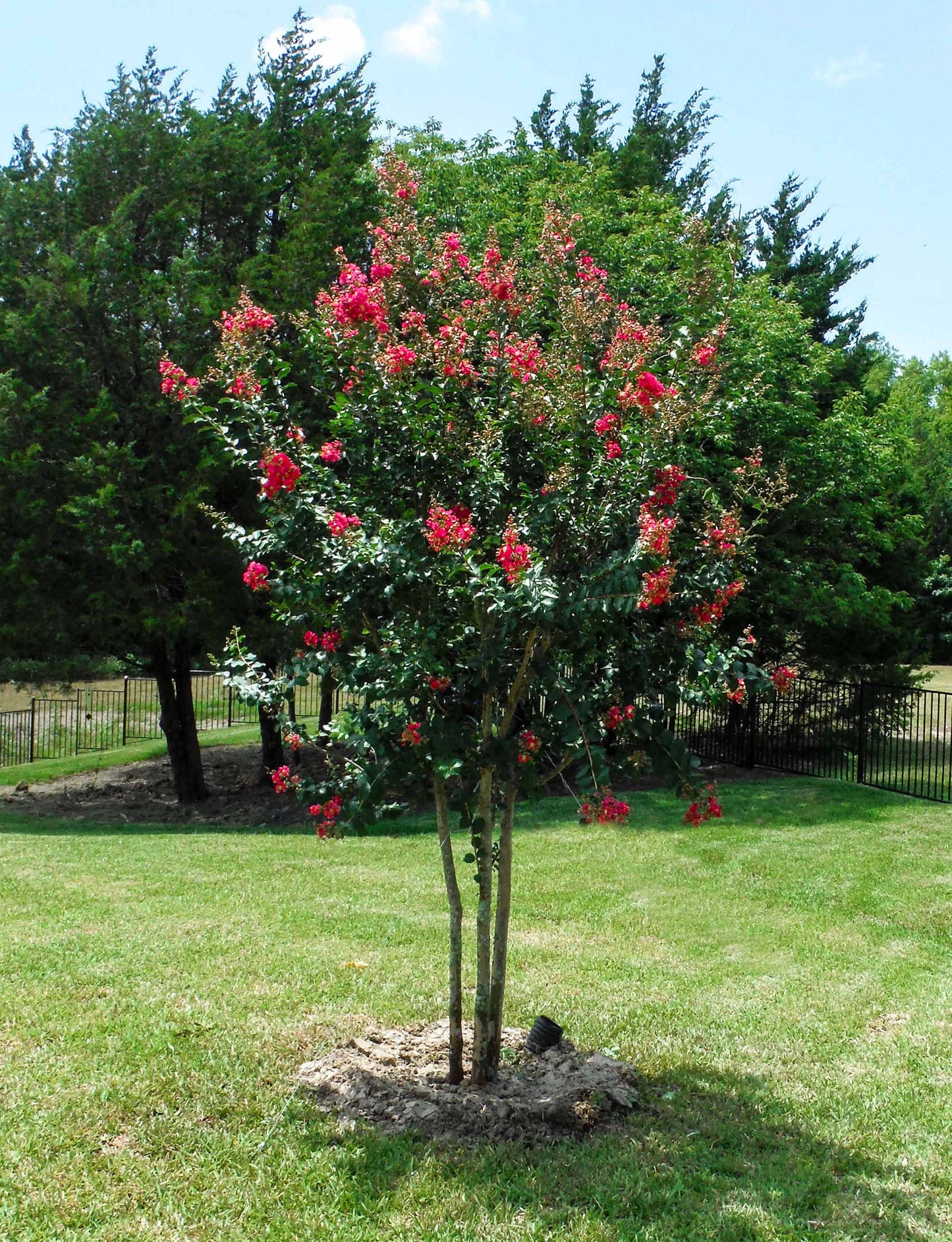Tuscarora Crape Myrtle 5 Gallon Container