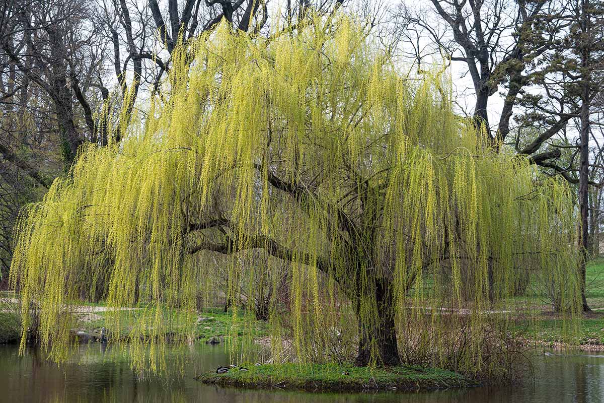 Weeping Willow 5 Gallon Container
