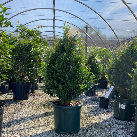 Arrow Point Holly 5 Gallon Container
