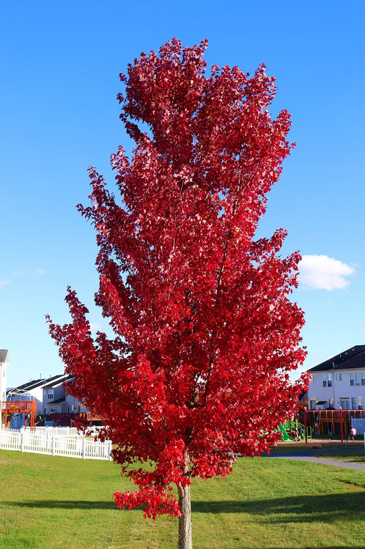 Autumn Blaze Maple 5 Gallon Container