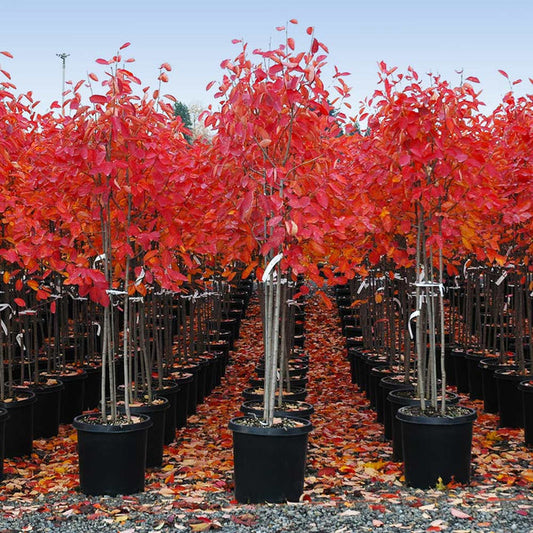 Autumn Brilliance Serviceberry 5 Gallon Container