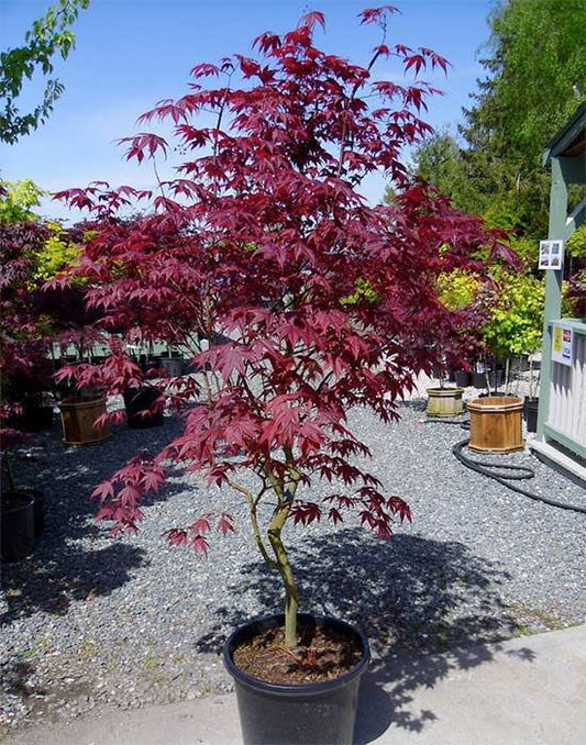 Bloodgood Japanese Maple 5 Gallon Container