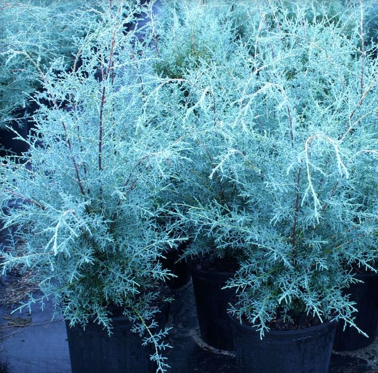 Blue Ice Arizona Cypress 5 Gallon Container