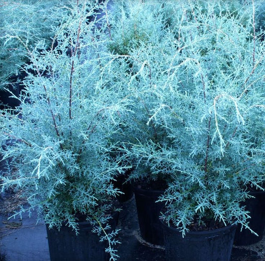 Blue Ice Arizona Cypress 5 Gallon Container