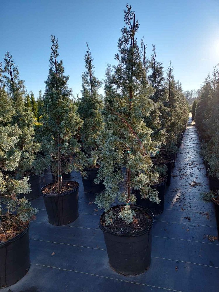 Blue Ice Cypress 15 Gallon Container