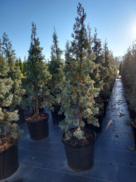 Blue Ice Cypress 15 Gallon Container