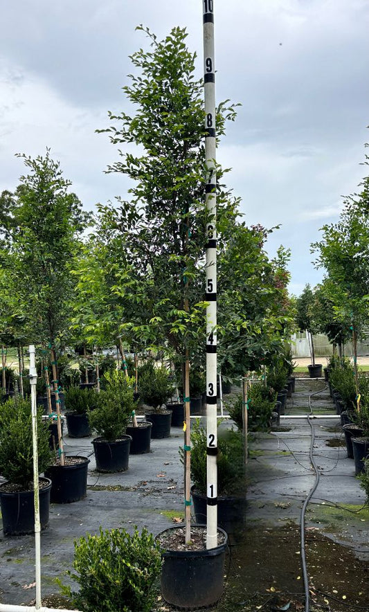 Bosque Elm 15 Gallon Container