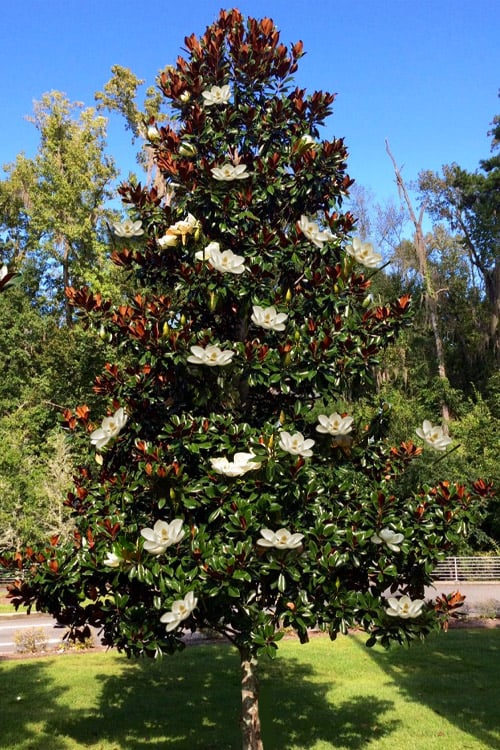 Bracken's Brown Beauty Magnolia 5 Gallon Container