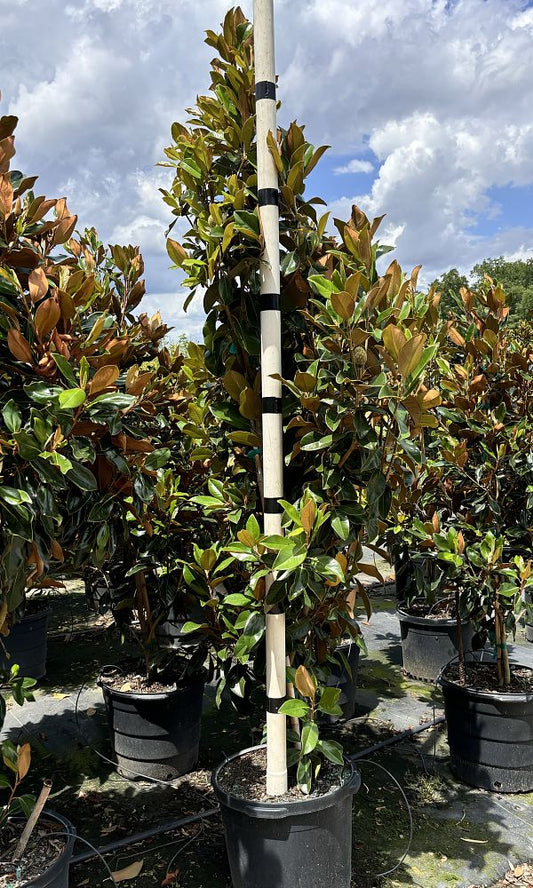 Brackens Brown Beauty Magnolia 15 Gallon Container