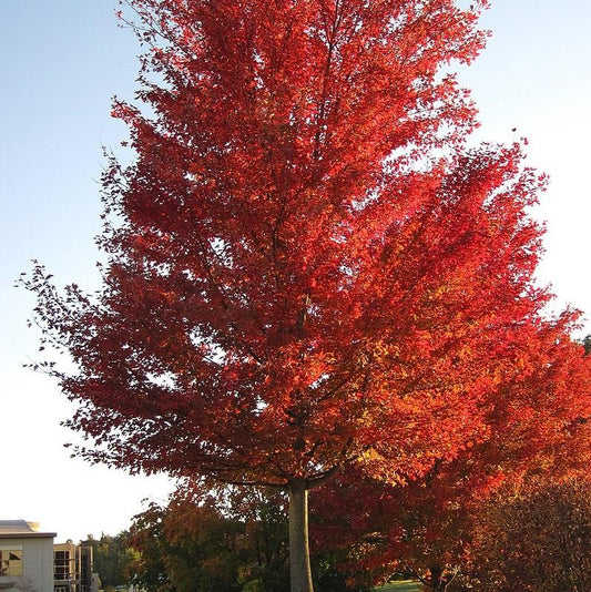 Brandywine Maple 5 Gallon Container