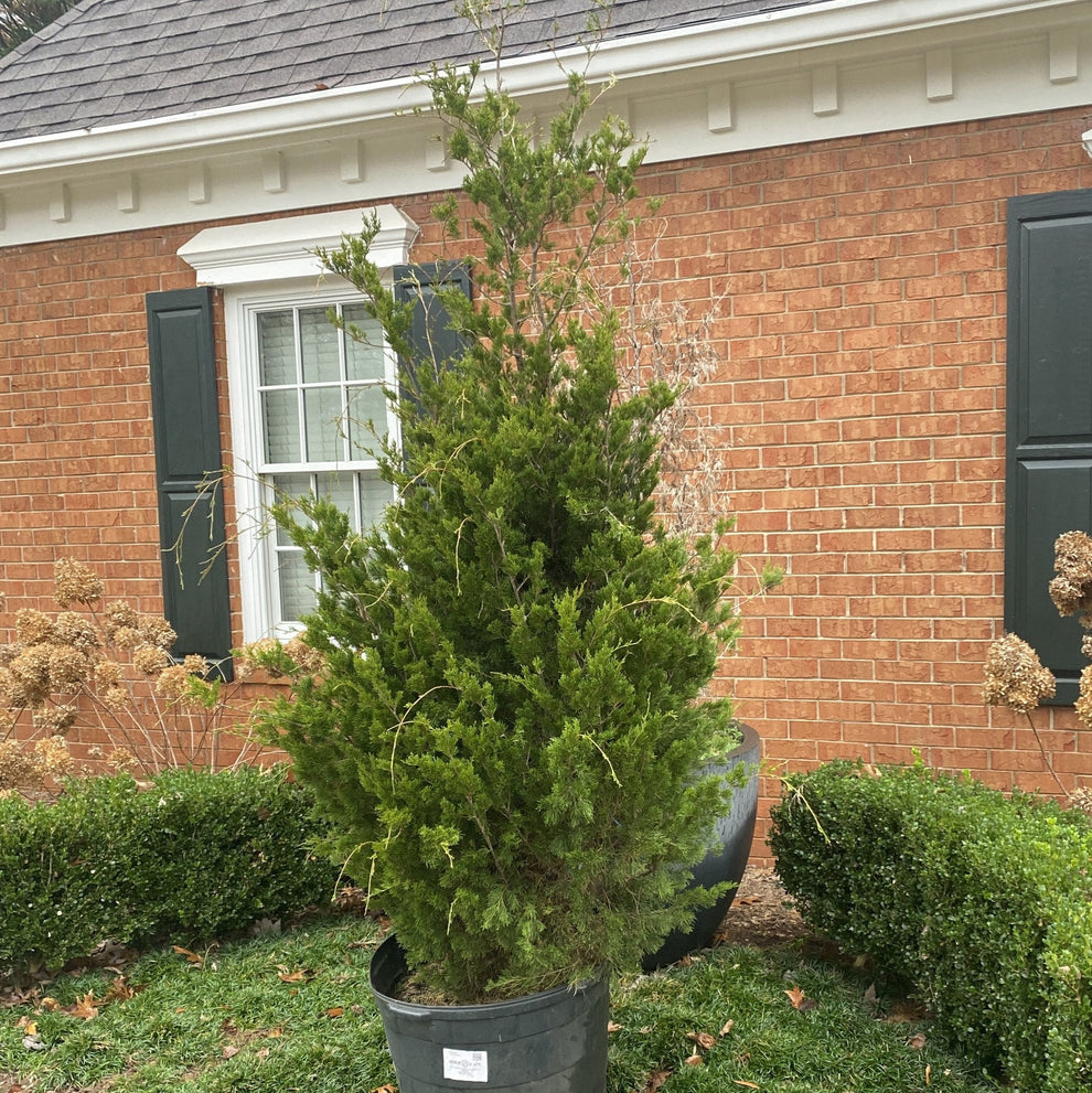 Brodie Red Cedar 15 Gallon Container – Tree Farm Direct