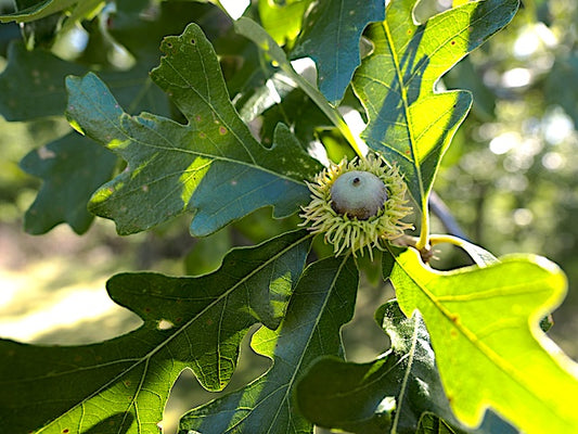 Bur Oak 5 Gallon Container