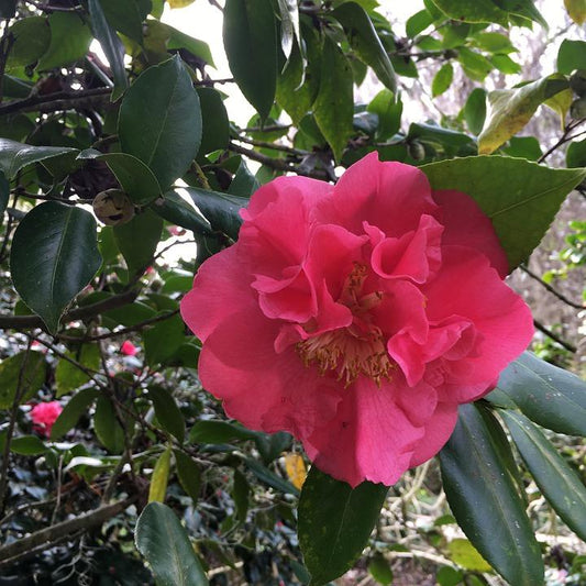 Camelia Sasanqua Alabama Beauty 7 Gallon Container