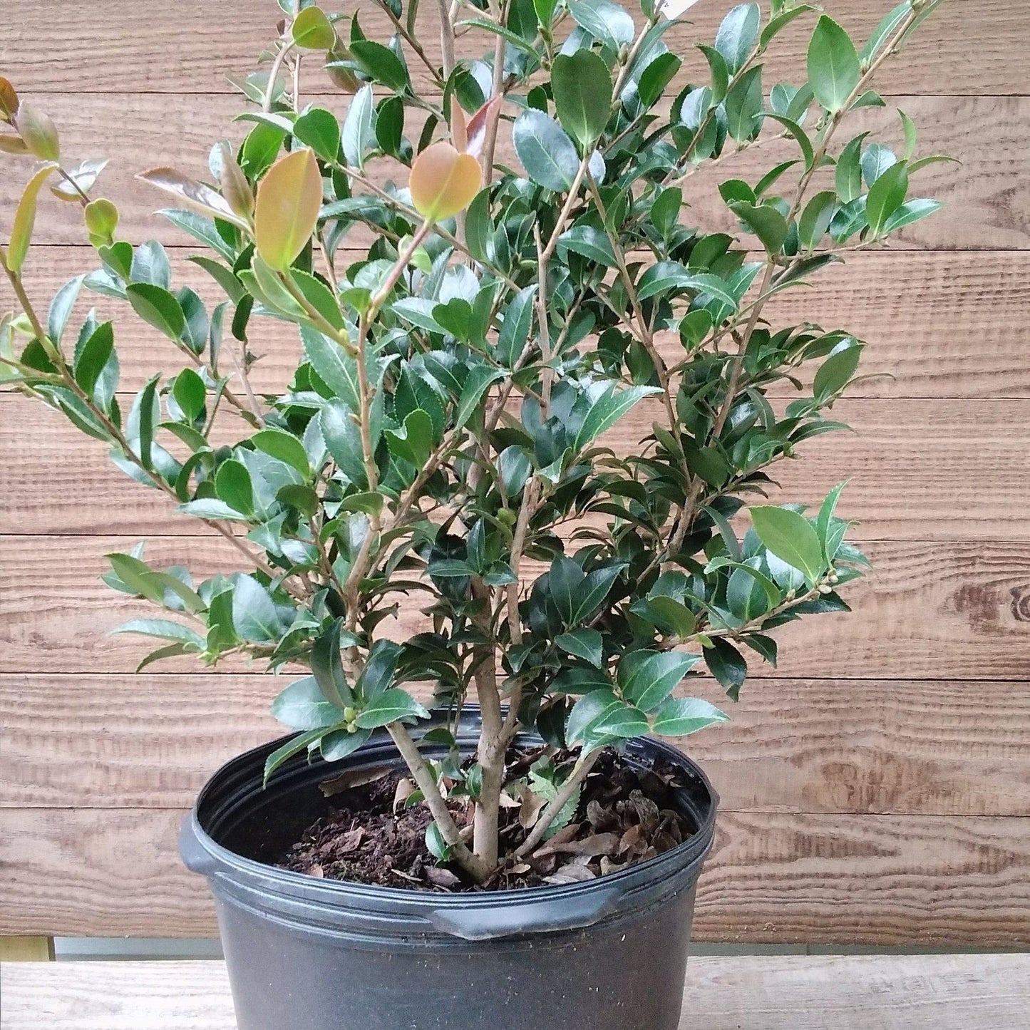 Camelia Sasanqua Alabama Beauty 7 Gallon Container