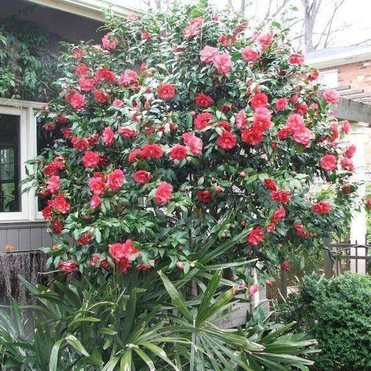 Camellia Japonica Greensboro Red 5 Gallon Container