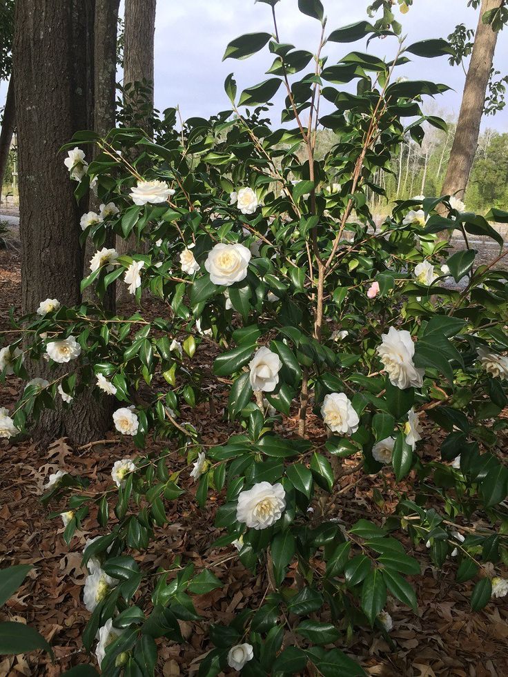 Camellia Japonica Sea Foam 5 Gallon Container