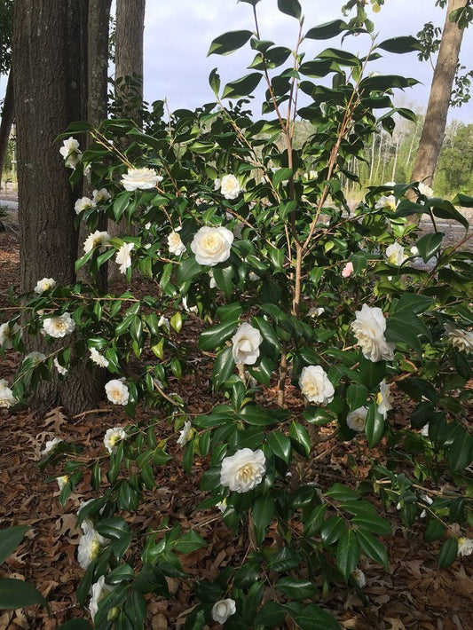 Camellia Japonica Sea Foam 5 Gallon Container