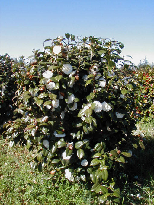 Camellia Japonica Victory White 5 Gallon Container