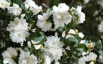 Camellia Sasanqua Mine-No-Yuki 5 Gallon Container
