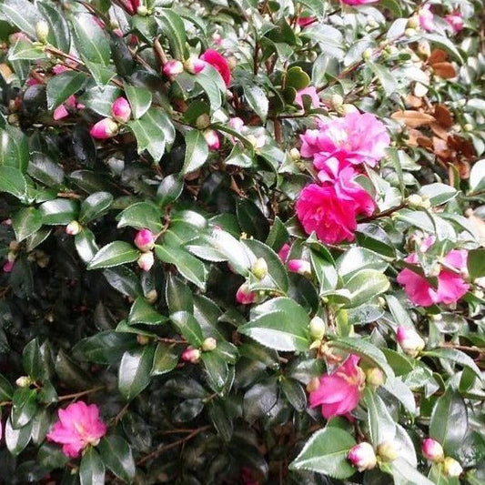 Camellia Sasanqua Pink Shishigashira 5 Gallon Container