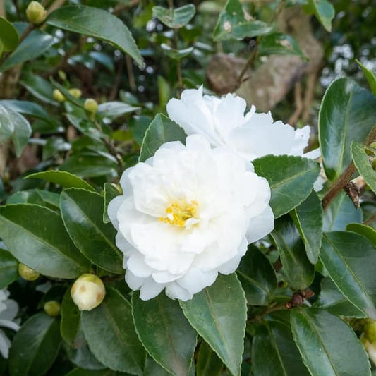 Camellia Sasanqua White Shishigashira 5 Gallon Container