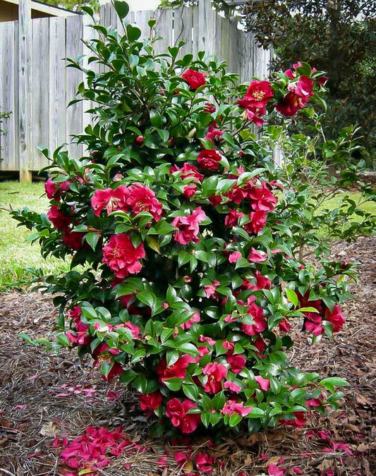 Camellia Sasanqua October Magic Ruby 5 Gallon Container