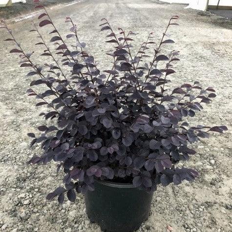 Carolina Midnight Loropetalum 3 Gallon Container