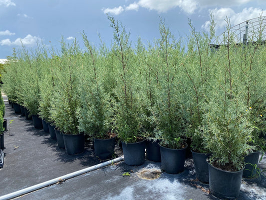 Carolina Sapphire Arizona Cypress 5 Gallon Container