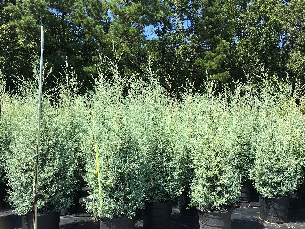 Carolina Sapphire 15 Gallon Container