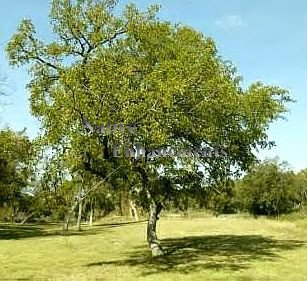 Cedar Elm 5 Gallon Container
