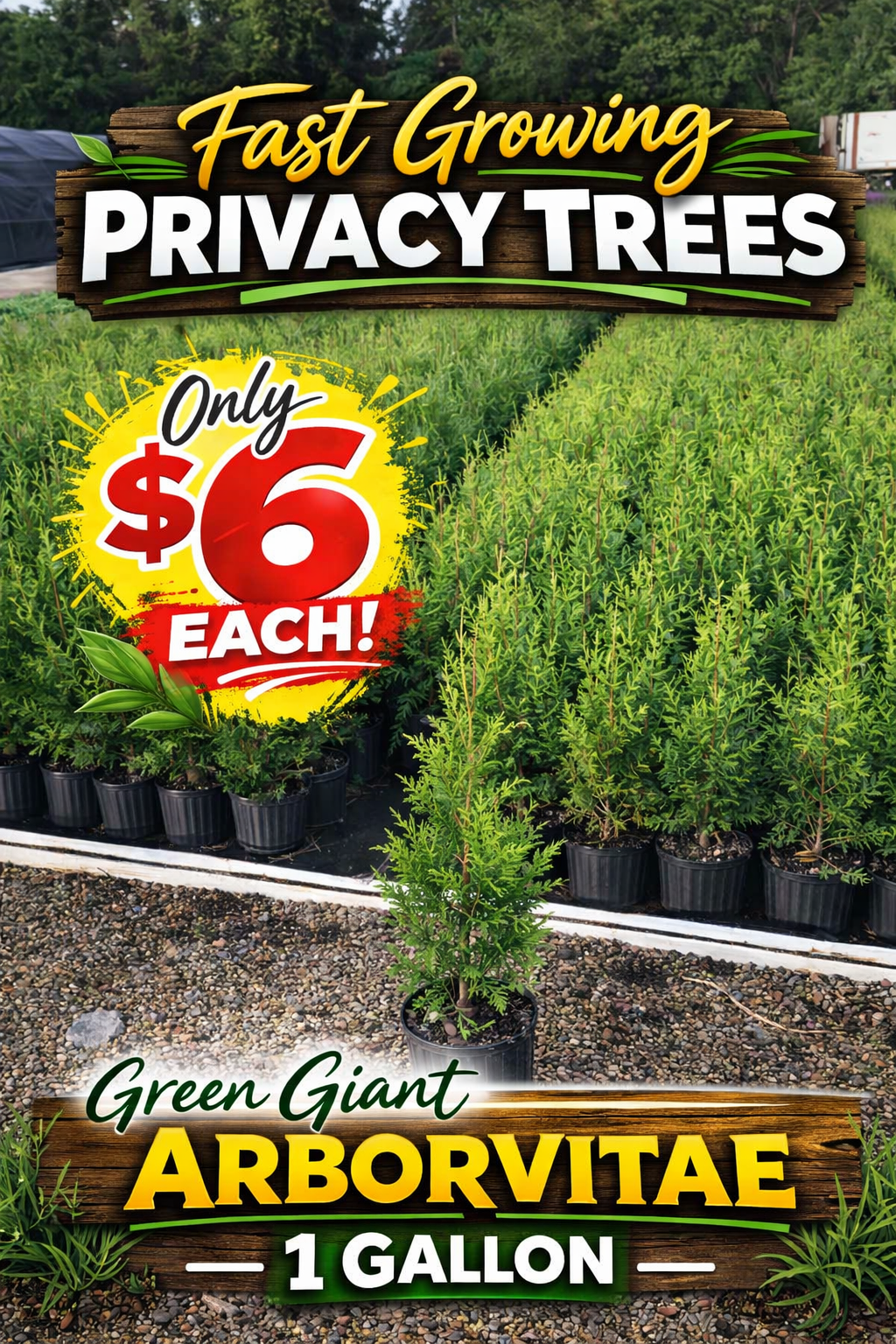 1 Gallon Thuja Green Giant Arborvitae