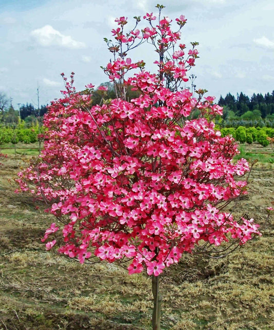 Cherokee Brave Dogwood 5 Gallon Container